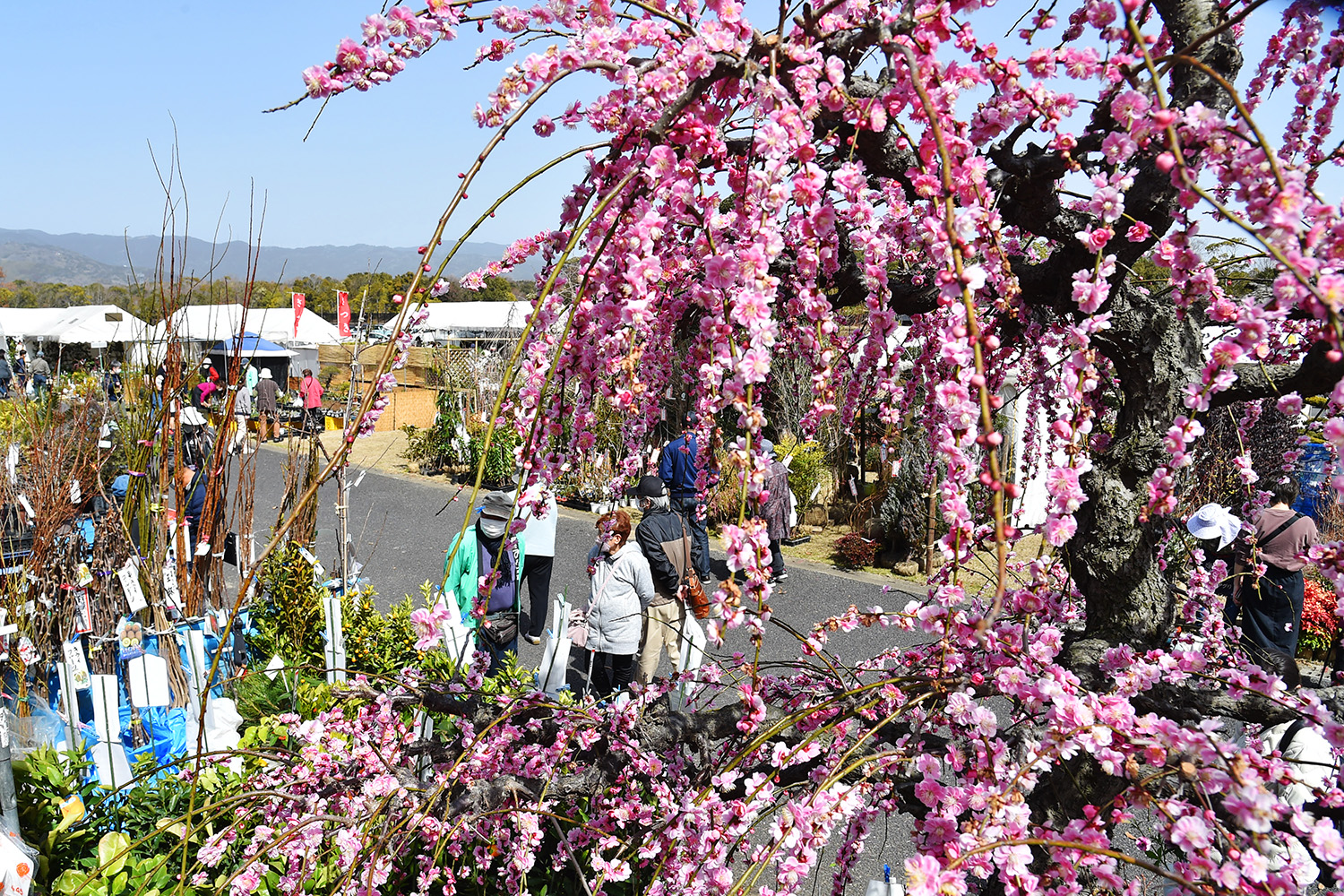 ４カメ 佐賀新聞 花とみどりの市 が開幕 場所は吉野ケ里歴史公園の臨時駐車場で３月２７日まで 春の花々を眺めるだけでも楽しいのもです ぜひご来場を 花とみどりの市 佐賀新聞 T Co O9yv4u0rhh Twitter