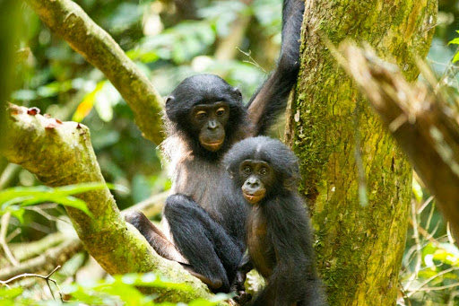 BioTay's tweet image. Cuando un bonobo gana un hermano pequeño, sus niveles de cortisol se multiplican por 5, y se mantienen así por 7 meses. Esto es independiente de la edad y de la transición de cría a juvenil, tanto social como alimenticia (preprint) biorxiv.org/content/10.110…