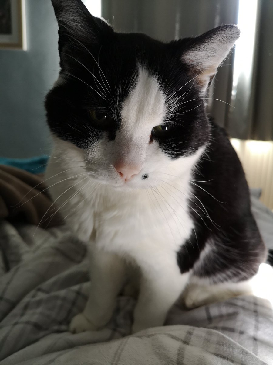 FreyaHedgewytch's tweet photo. An elderly gentleman has woken to tell me he wants his breakfast now please 😊❤️
#CatsOfTwitter #elderlycat #hyperthyroidcat https://t.co/bP1OVIsuA0