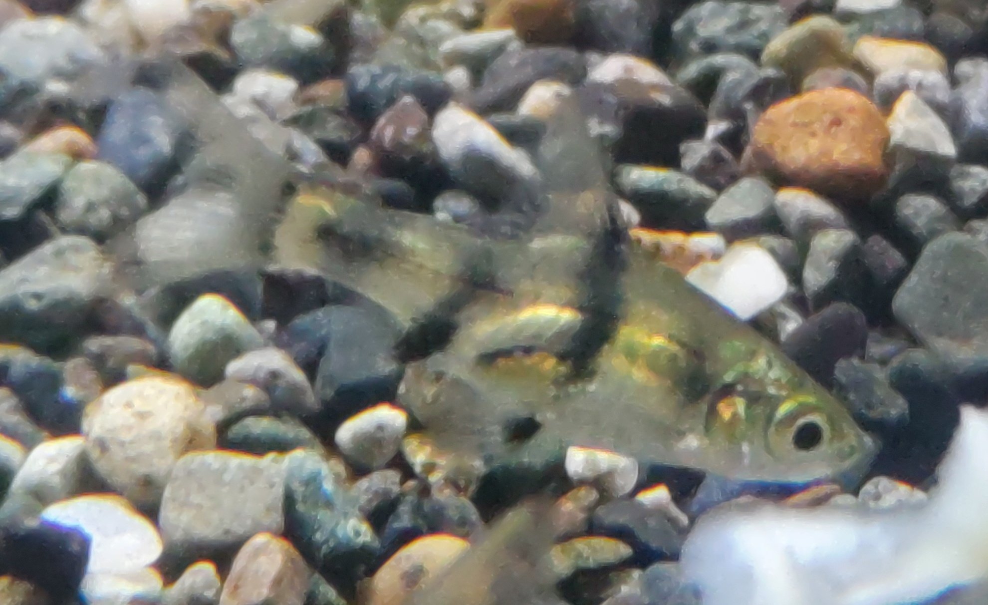 プンティウス Twitter Search Twitter