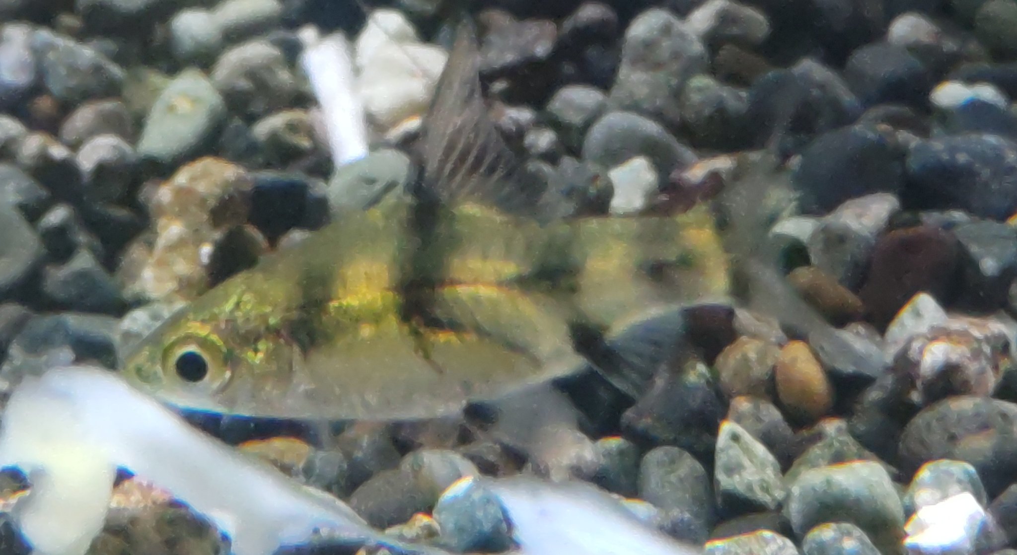 プンティウス Twitter Search Twitter