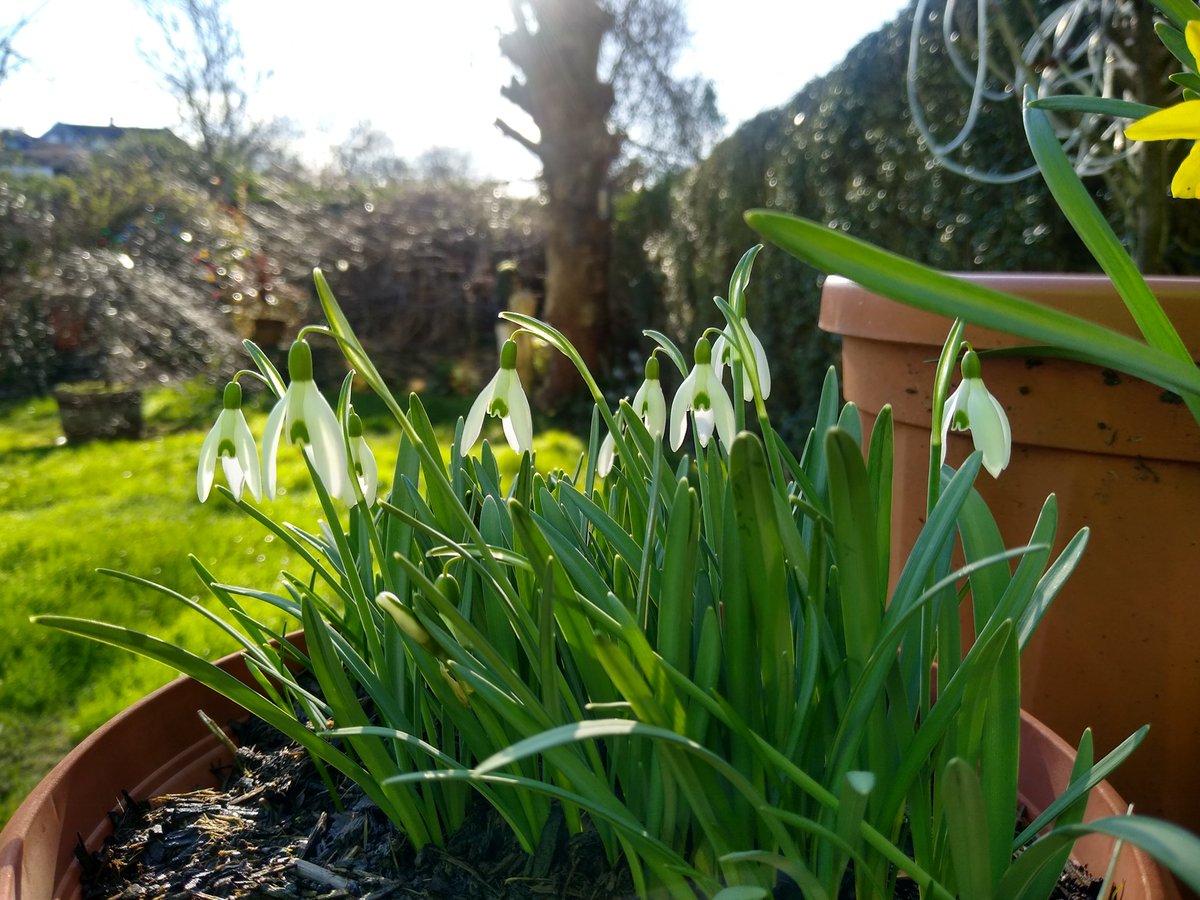 Bore da bawb.  Croeso a hanner oddi wrth y lili wen fach yn yr ardd bore 'ma!