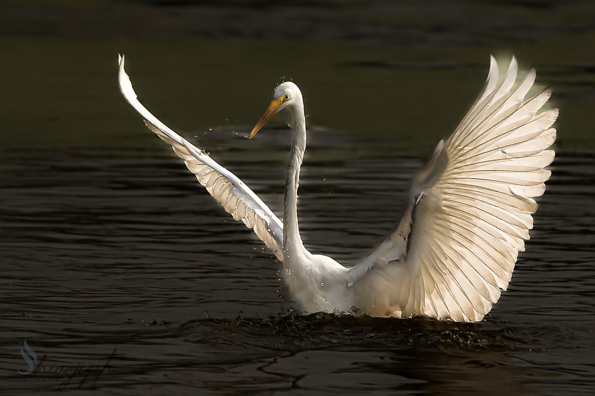 Swamishivapad's tweet photo. Never saw an Egret submerged for fishing.
#iamalpha #sonyalpha #bird #egret #fishing https://t.co/ZDzGQWZ87L