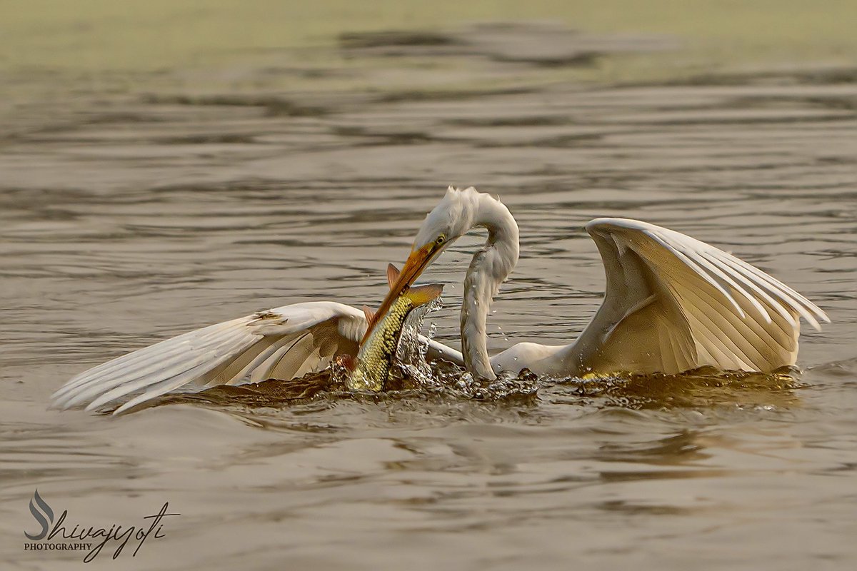 Swamishivapad's tweet photo. Never saw an Egret submerged for fishing.
#iamalpha #sonyalpha #bird #egret #fishing https://t.co/ZDzGQWZ87L