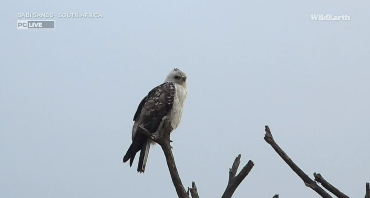 Meaghan_Edwards's tweet photo. precious pale morph Wahlberg's and hyena happenings @WildEarth #WildEarth #Heart #Gingirika #Ntima #biodiveristy #biodiversityandyou https://t.co/sOmq53HfPj