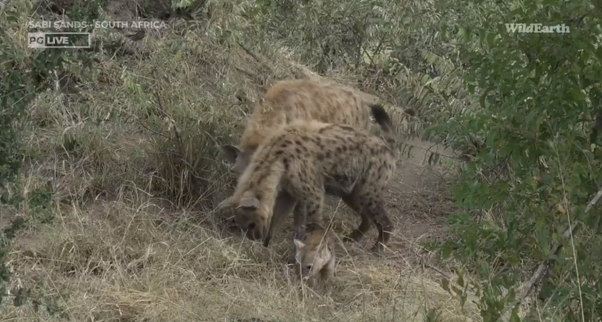 Meaghan_Edwards's tweet photo. precious pale morph Wahlberg's and hyena happenings @WildEarth #WildEarth #Heart #Gingirika #Ntima #biodiveristy #biodiversityandyou https://t.co/sOmq53HfPj