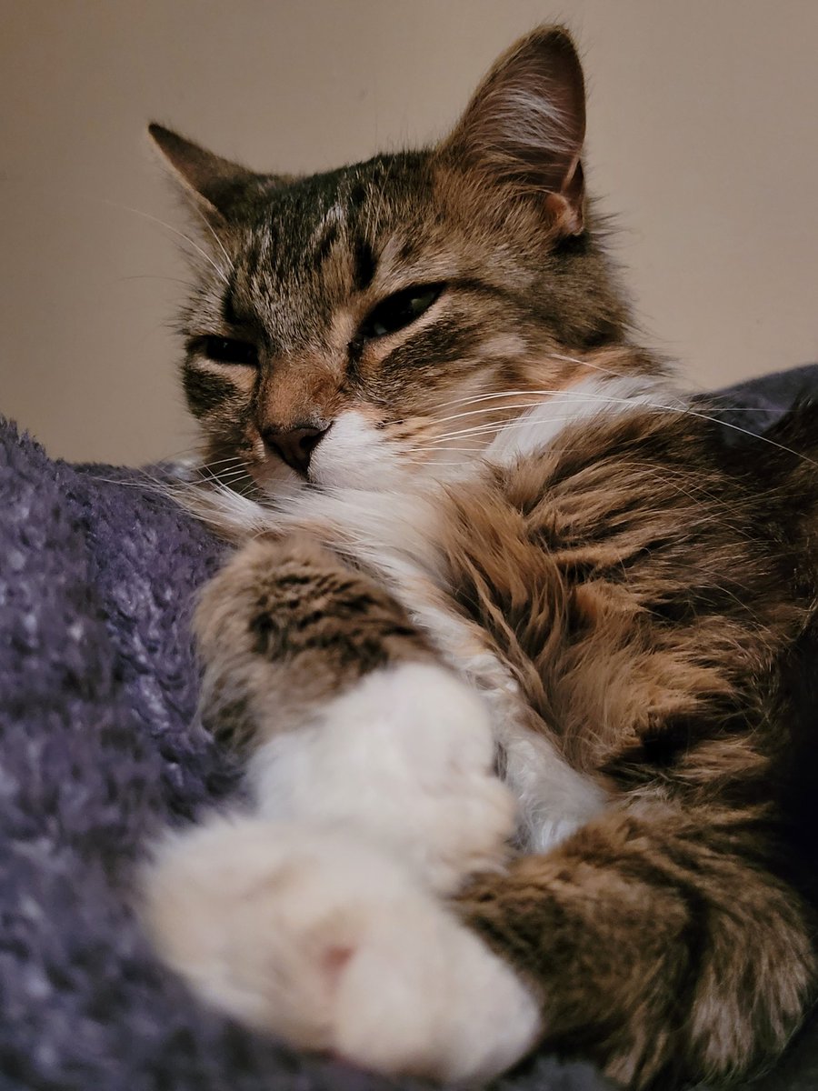 lynnslagle42's tweet photo. Ma....do you mind?? Ok, I'll pretend you're not there and go on to sleep. You do whatever you are doing #edgarsfamily #sisterharriet #floofyfloof #princessfloof #annoyednotamused #interruptingmymojoforsleep #pretendingtoacknowledgeyoma #giveupnow #whatever #youreannoyingma https://t.co/xlPfcmWatE