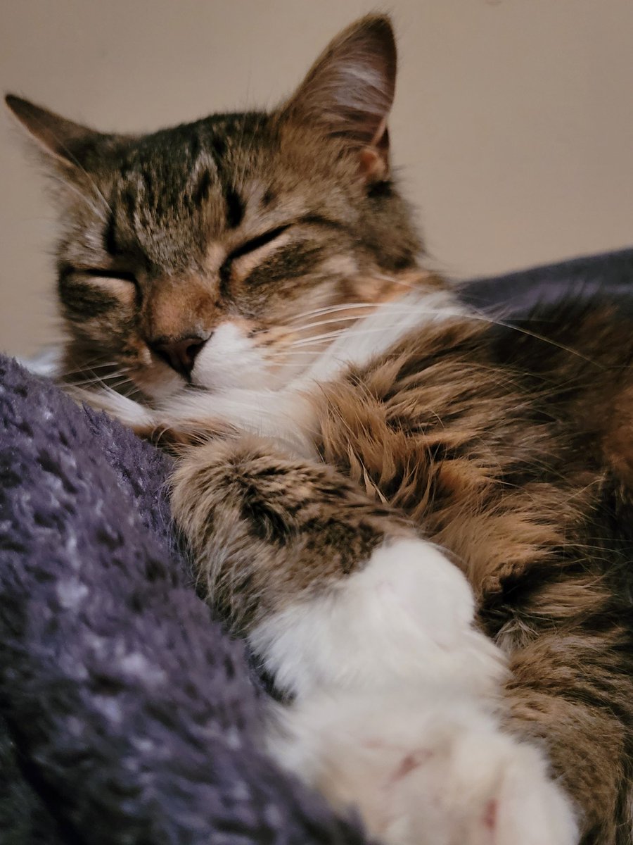 lynnslagle42's tweet photo. Ma....do you mind?? Ok, I'll pretend you're not there and go on to sleep. You do whatever you are doing #edgarsfamily #sisterharriet #floofyfloof #princessfloof #annoyednotamused #interruptingmymojoforsleep #pretendingtoacknowledgeyoma #giveupnow #whatever #youreannoyingma https://t.co/xlPfcmWatE