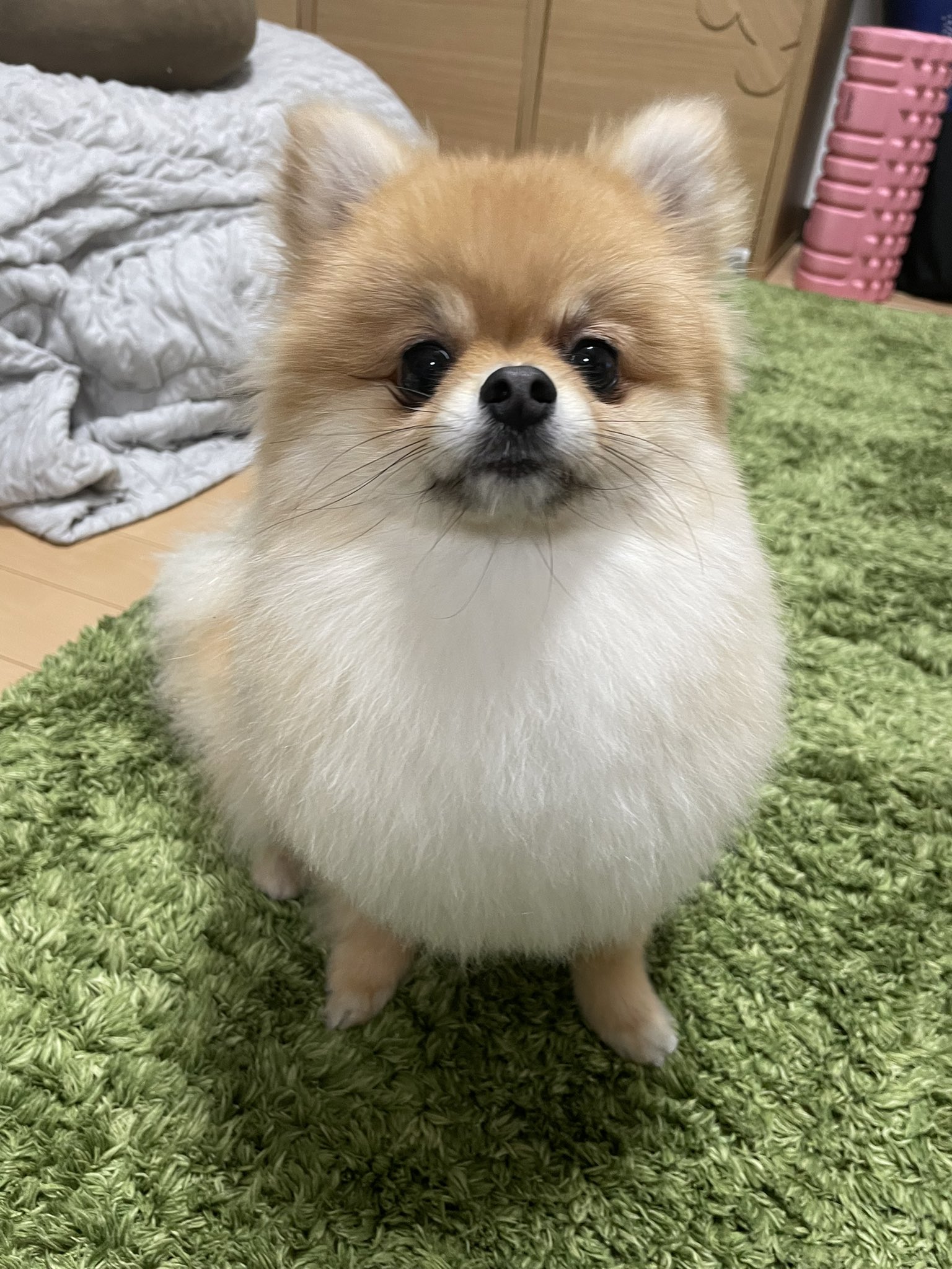 きなこちゃんねる ポメラニアン ママのカットセンス もうきなこトリミング行く必要ない Pomeranian ポメラニアン きなこ 小型犬 犬好きさんと繋がりたい Dog お尻 胸毛 トリミング T Co Xmjyfym4mo Twitter