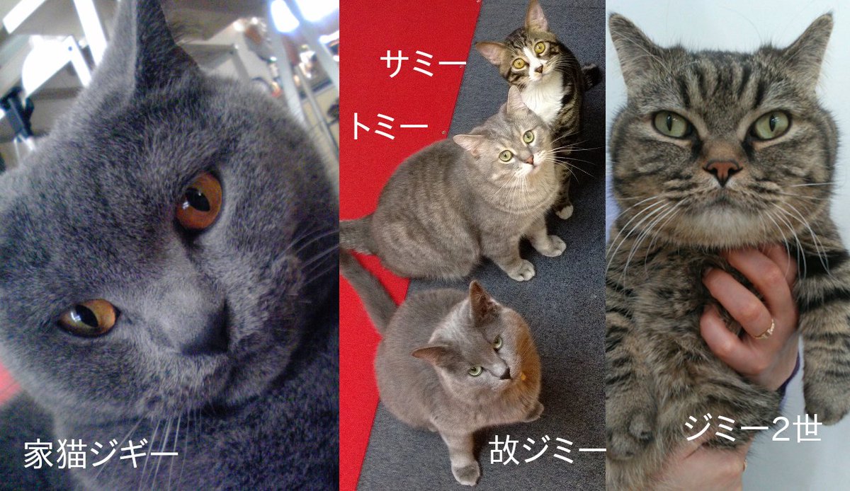 ねこ　あたま　置物 楽天市場】置物 オブジェ ねこ マンチカン 2カラー 3パターン