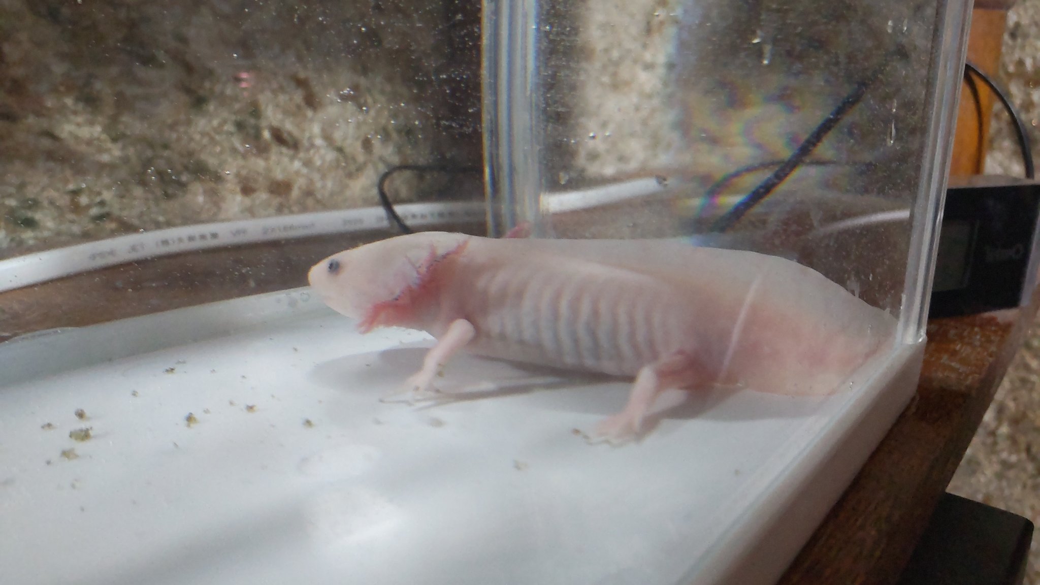 Twitter এ なづみん Fullmoon 春になったので ウーパールーパー飼い始めた オスメスまだ不明 名前なににしよう T Co J3jjqkys5n ট ইট র