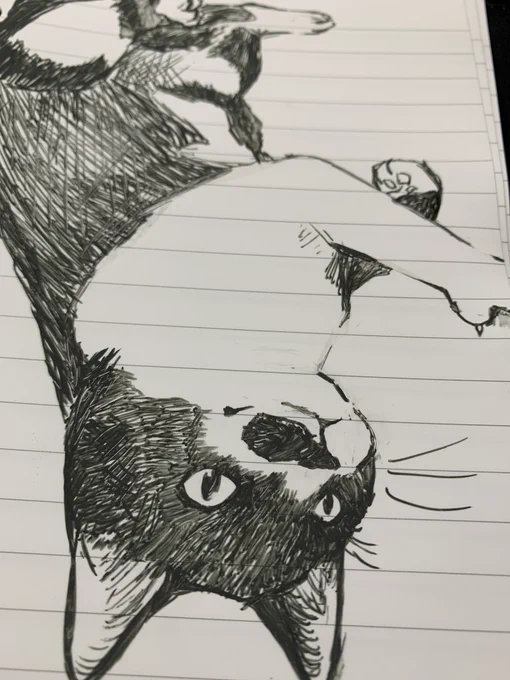 🐱描き 