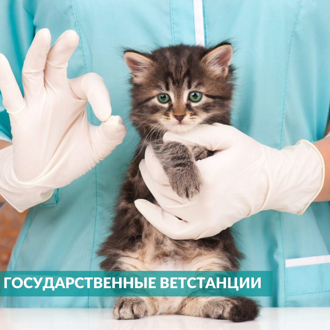 У нас работает сеть государственных ветеринарных станций и лечебниц. 

Подробнее тут: vk.com/gosadm

#агощ #ветстанции