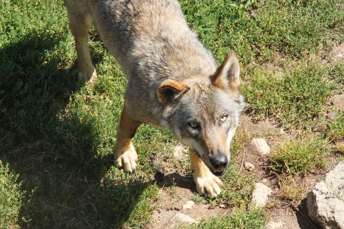 HourlyWolves presents: