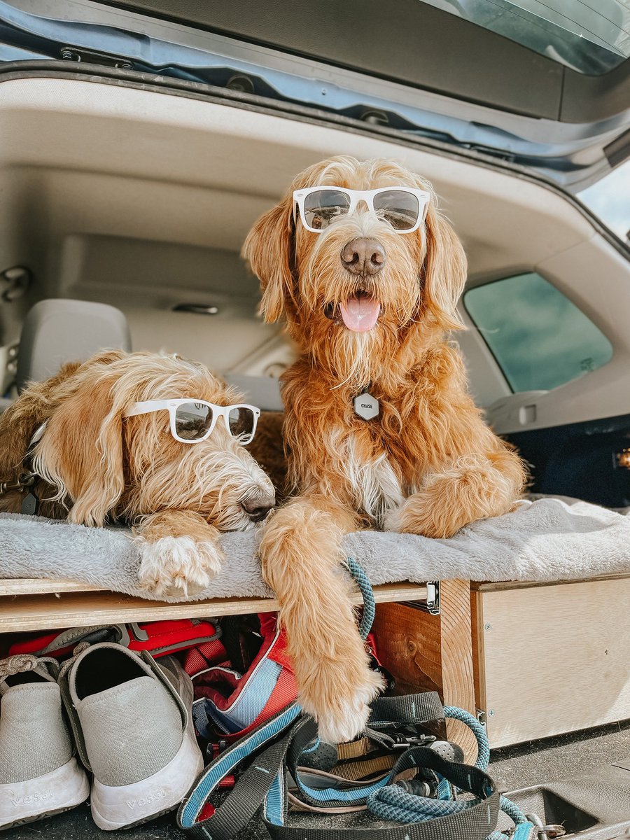 thisdoodchase's tweet photo. Hello there, weekend. We’ve been waiting for you. 😎 #twitterdogs #twitterdogcommunity #dogsoflosangeles #weekendvibes https://t.co/hVYQ7eUdqx
