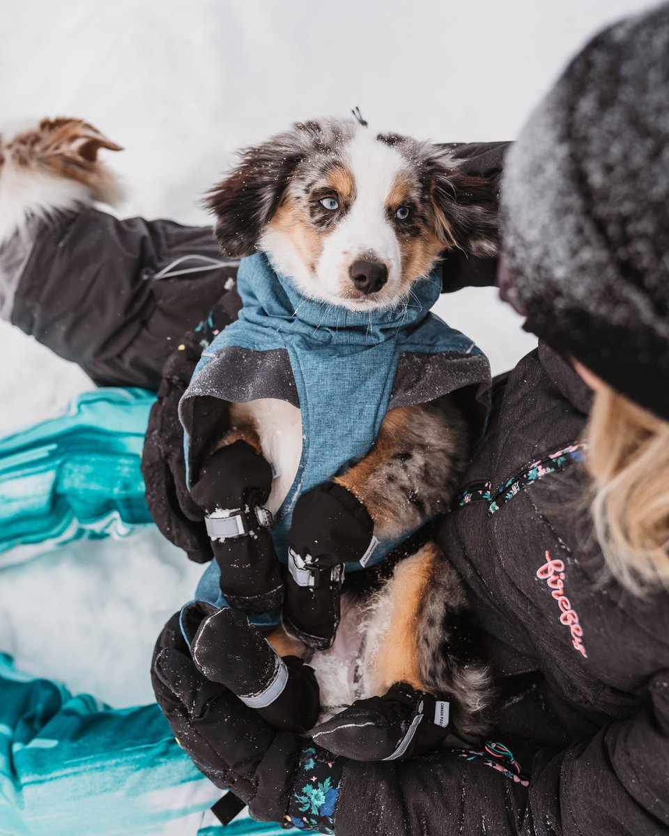 Baby snuggles for your Friday night #dogsoftwitter #DogsofTwittter #dogsfrominstagram #twitterdogcommunity