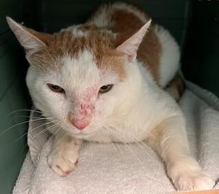 DubJH1009's tweet photo. https://t.co/qMCFIUgHV8 #PleaseHelpHim #HelpNow #nyc #cats https://t.co/tsijKxvOcF