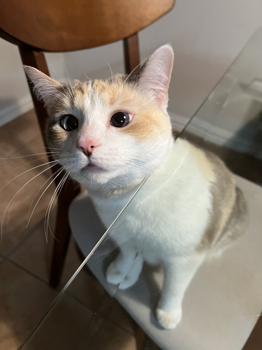 fatfatpankocat's tweet photo. Just a little guy who lives in our house https://t.co/f1ZZpaYvqE