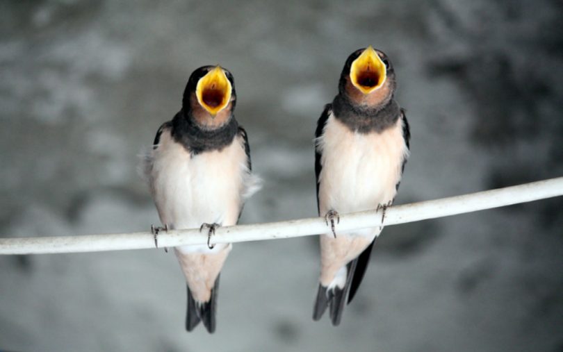 pregled's tweet image. Zaštitimo ptice pregled.com.hr/2022/03/05/zas…