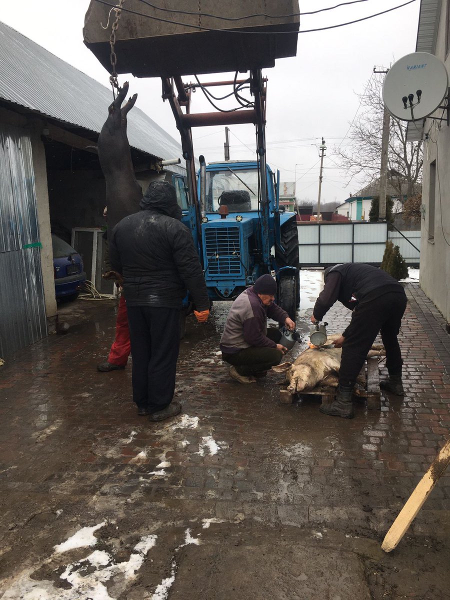 People from the village are preparing pig meat for the army. 
This is happening all over Ukraine.

#RussianUkrainianWar #Ukraine #food #farm