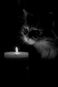 We think of the people of Ukraine and send prays and love xxx #Ukraine #StandWithUkraine️ #CatsOfTwitter #CatsOnTwitter #caturday #catsofinstagram 🇺🇦🇺🇦🇺🇦🇺🇦🇺🇦🇺🇦💕💕💕💕💕💕💕🐾🐾🐾🐾🐾🐾