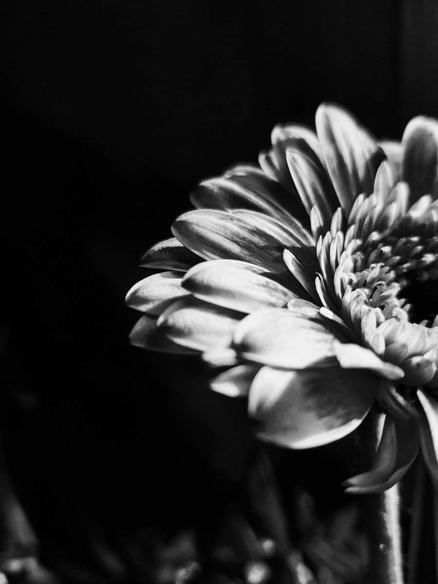 GM friends, 
Woken up at 6.30 by the wolves' howling, &amp; watching of a young one eating near my window.  That was fantastic. 
My phone pics are horrible,  but I'll share my wolf pics ASAP and leave you with this #BlackAndWhiteMacro #flowerphotography to wish you a great day!