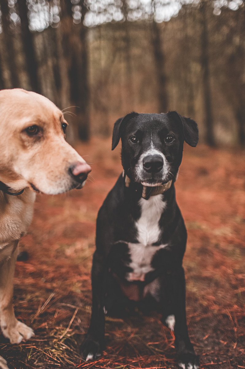 Anyone else’s Twitter been glitching? Haven’t been able to get on the last couple days. Geez just when you think you’re done with your social media problems 😂😂 #twitterdogcommunity