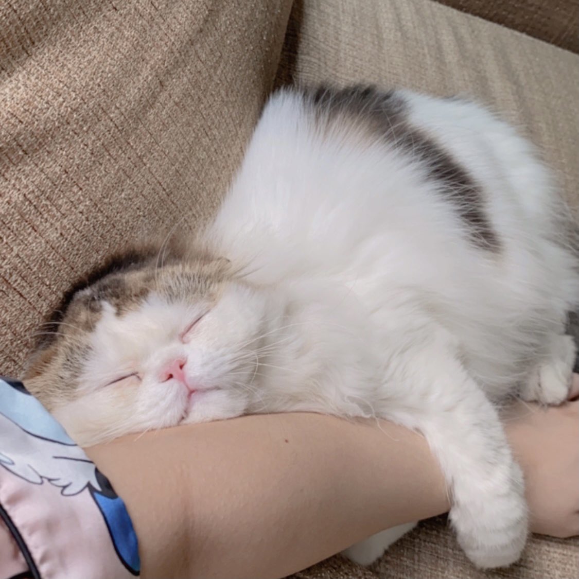 puypuyreview's tweet image. เป็นแมวติดแม่มากๆค่ะ 🥺 รู้สึกโชคดีที่มีเค้า