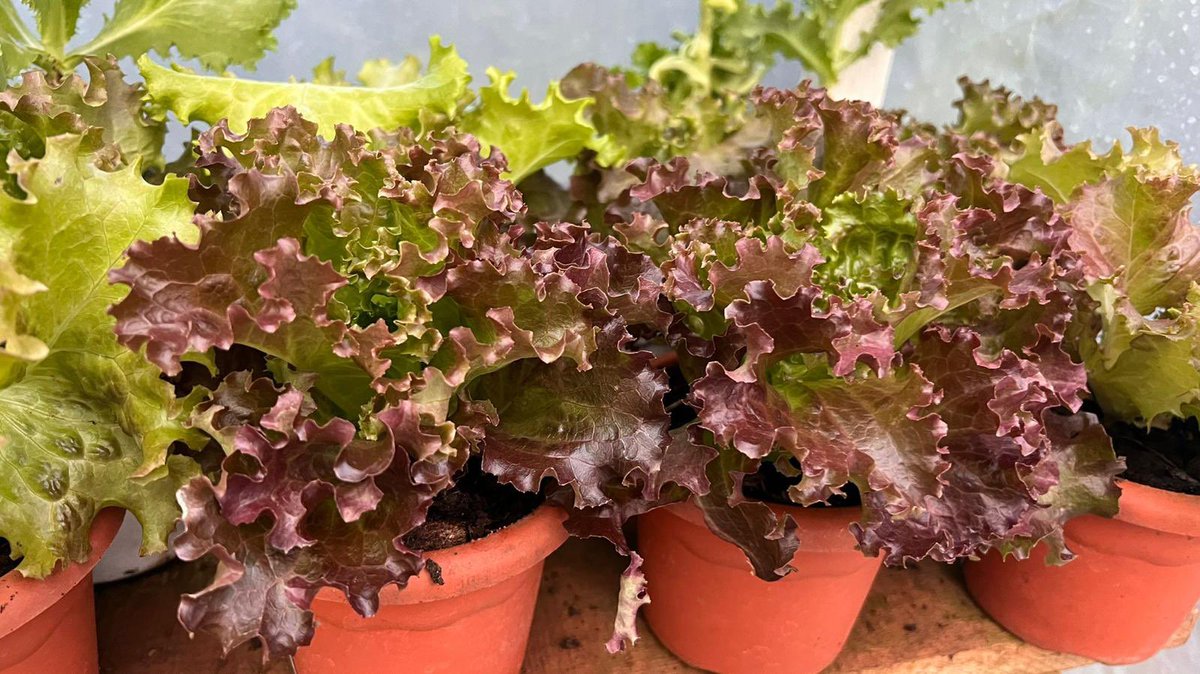 AbiyAhmedAli's tweet image. እያንዳንዱ ቤተሰብ የምግብ ዋስትና እና የተመጣጠነ አመጋገብን ለማሻሻል በጓሮ ግብርና አማካኝነት አስተዋጽዖን ማበርከት ይችላል። በጓሯችን የየራሳችንን አትክልትና ፍራፍሬ በየዕለቱ እና በዘላቂነት የማብቀል እና የመሰብሰብ አቅሙ በእጃችን ነው።