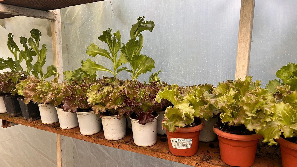 AbiyAhmedAli's tweet image. እያንዳንዱ ቤተሰብ የምግብ ዋስትና እና የተመጣጠነ አመጋገብን ለማሻሻል በጓሮ ግብርና አማካኝነት አስተዋጽዖን ማበርከት ይችላል። በጓሯችን የየራሳችንን አትክልትና ፍራፍሬ በየዕለቱ እና በዘላቂነት የማብቀል እና የመሰብሰብ አቅሙ በእጃችን ነው።