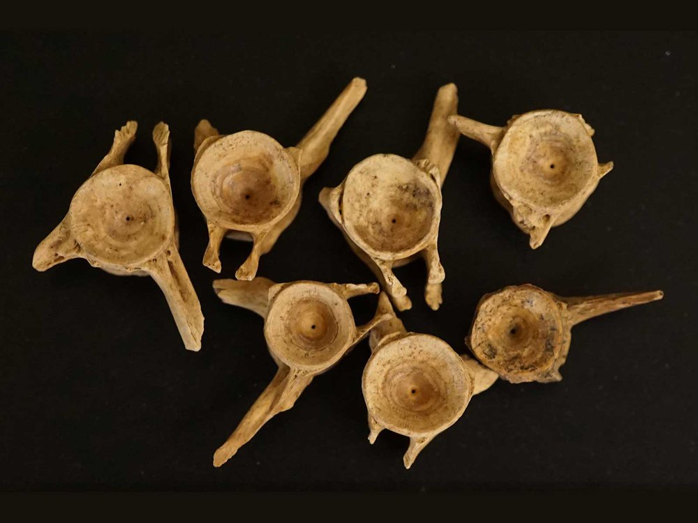 CaraSantaMaria's tweet photo. Fish bones found in razed California Chinatown reveal complex 19th-Century trade network. 🎣
#Chinatown #AsianFish #History #Archaeology #TradeNetwork
https://t.co/2rhuV7bOvM @SmithsonianMag https://t.co/oqUY19L8lx