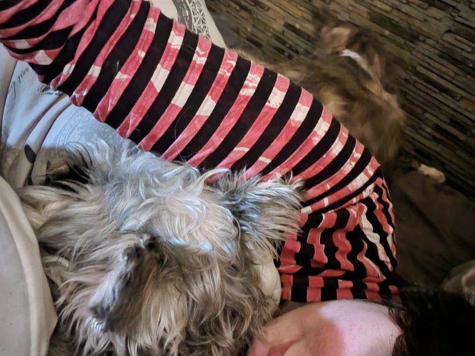 I don't want human children because my dog would get jealous. Also, he's my main baby 😚 https://t.co<a href="/tag/gift"class="tags"><span>#gift</span></a><a href="/tag/squallfangirl"class="tags"><span>#squallfangirl</span></a><a href="/tag/checkyourinbox"class="tags"><span>#checkyourinbox</span></a>