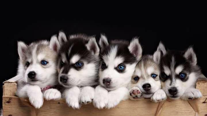 dogscareug's tweet photo. How I look at the #one_step_closer saying yet I know am a 1000s steps away ☹️😔🙁😢 husky puppies available @dogscareug dm or +256701270677 https://t.co/8fGkcTdq6E