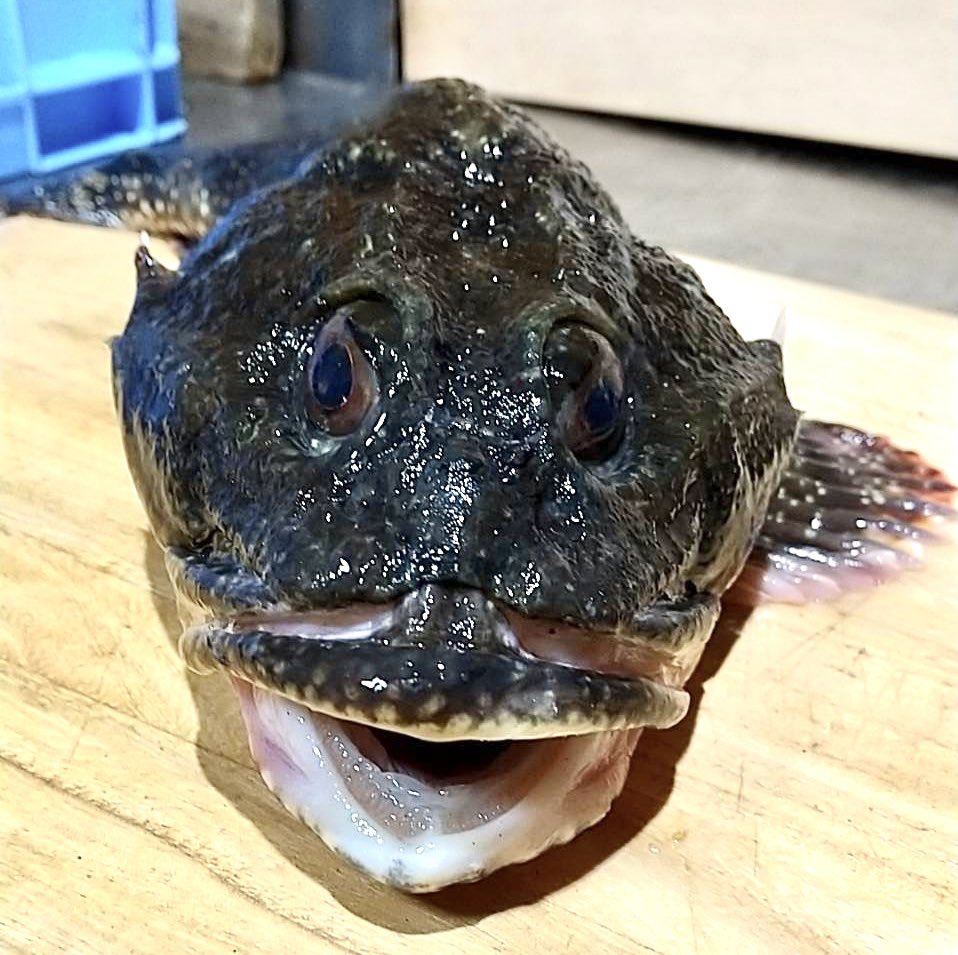 カジカ Twitter Search Twitter