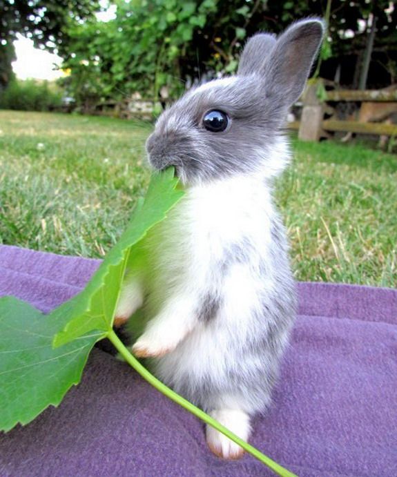 RabbitEveryHour's tweet photo. https://t.co/EpxRIBGVsX