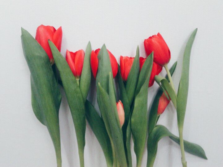 tv_chelny's tweet photo. Сколько стоят цветы к 8 марта в Челнах?

Подробнее: https://t.co/jITVYkgYyG https://t.co/xKoMHmTHBX