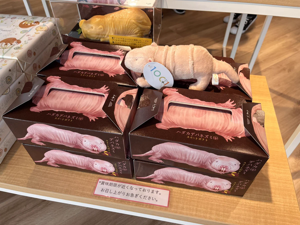形を崩さず持ち帰れる？ハダカデバネズミのスイートポテト！