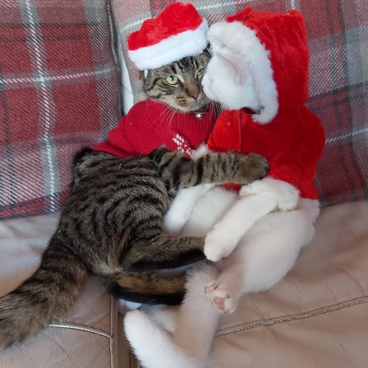 AlanDaffern's tweet photo. Freddie-Mercury
***❣ #StillMissing #Mapperley #Nottingham ❣***
**Help him find his way home**
He will be cold, afraid and longing to be home, His brothers are fretting and his mummy misses him dearly. Please spare a little of your time and check gardens, sheds, under hedges https://t.co/PY0idhl2xp