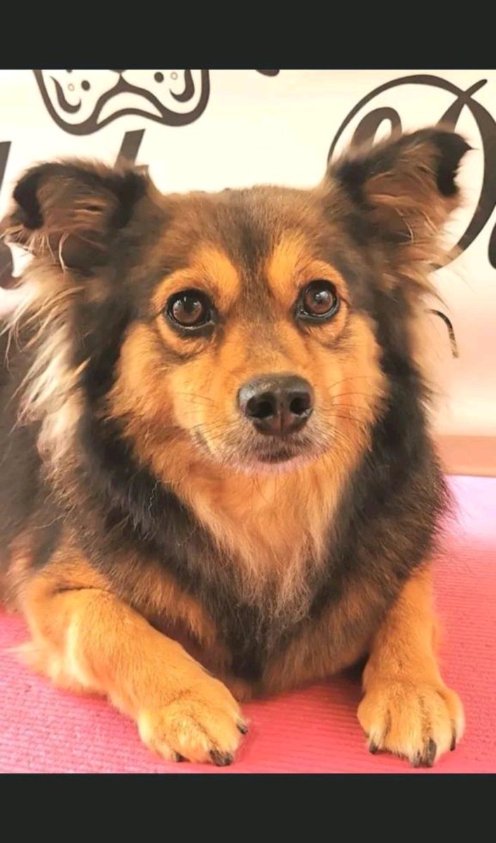 MickyBrett5's tweet photo. @Dogs4Rescue And your rescue dog going to the dog groomers and coming out looking like miss world of the dog world😁 https://t.co/DLAgwCgEnY