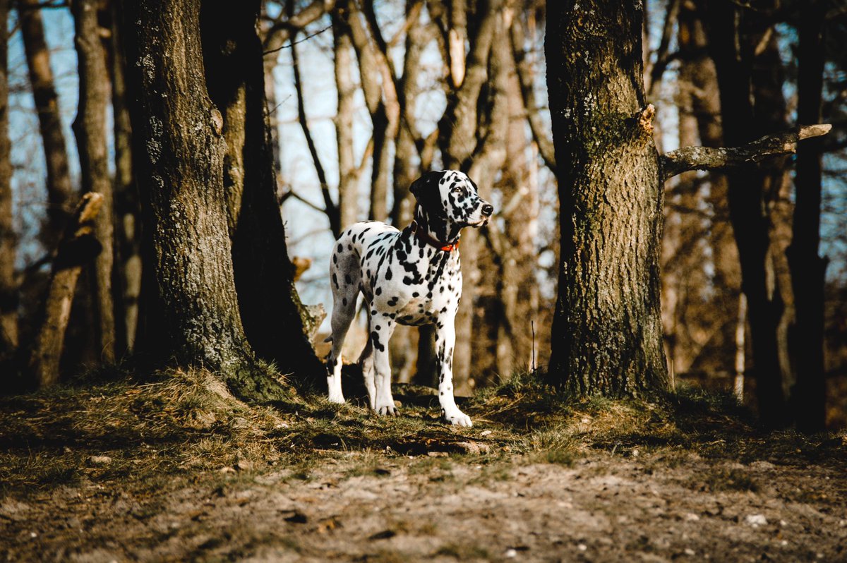 We are ready for spring, you to?
.
.
#twitterdogcommunity #dalmatian
