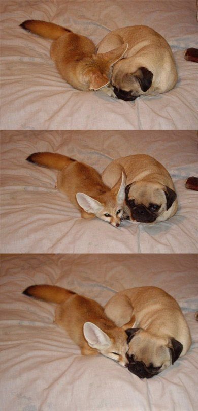 FennecsDaily's tweet image. 