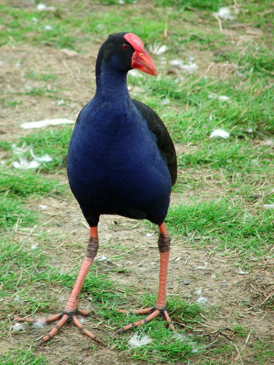 simian_warthog's tweet image. Bullied by farmers, but still here.
#pukeko
#Respect 
#survivors