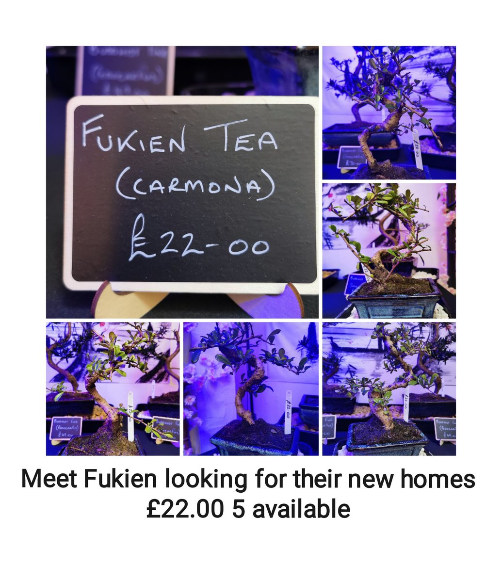 #bonsai #workshops #MentalHealthMatters