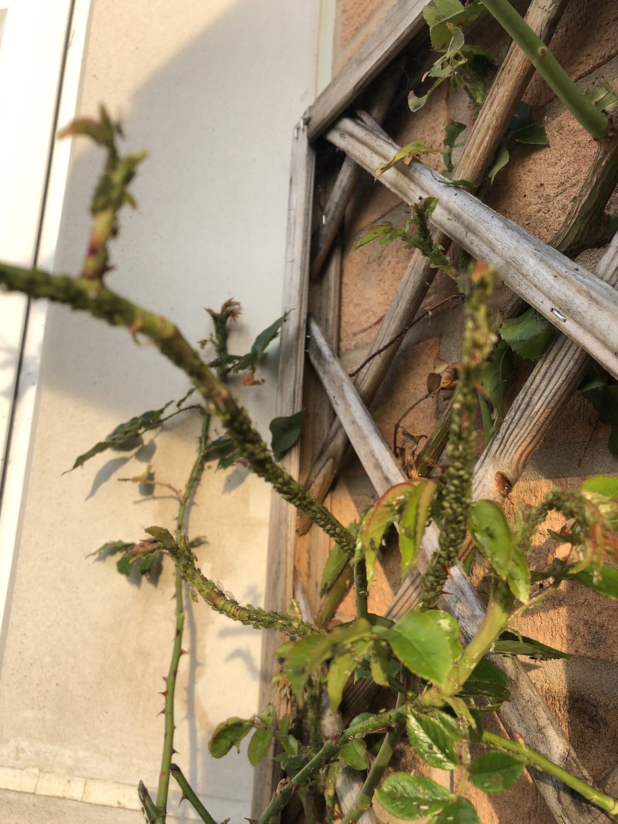 BeingRoseAnn's tweet photo. #Aphids are at it again! My Climbing Rose is always attacked by aphids and hardly gets to bloom even. The soapy water trick works only temporarily. Help please #GardeningTwitter #GardenersWorld #gardening #gardener what am I doing wrong? https://t.co/0VnVYR5b3S