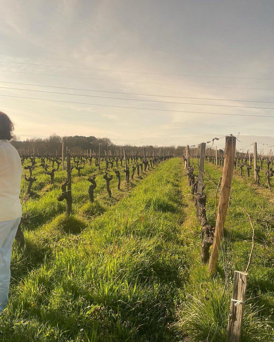 SasPrevin's tweet photo. Semaine bordelaise : Acte 1 visite en côte de Bourg. Graves de Viaud, vin biodynamique, végane, équilibré, des cuvées à fortes personnalités et des réussites à prix réduit ! À retrouver sur https://t.co/RcZ0c78kqd #vinsetchampagnes #cotedebourg #vinsdebordeaux https://t.co/n3bC2Mua52