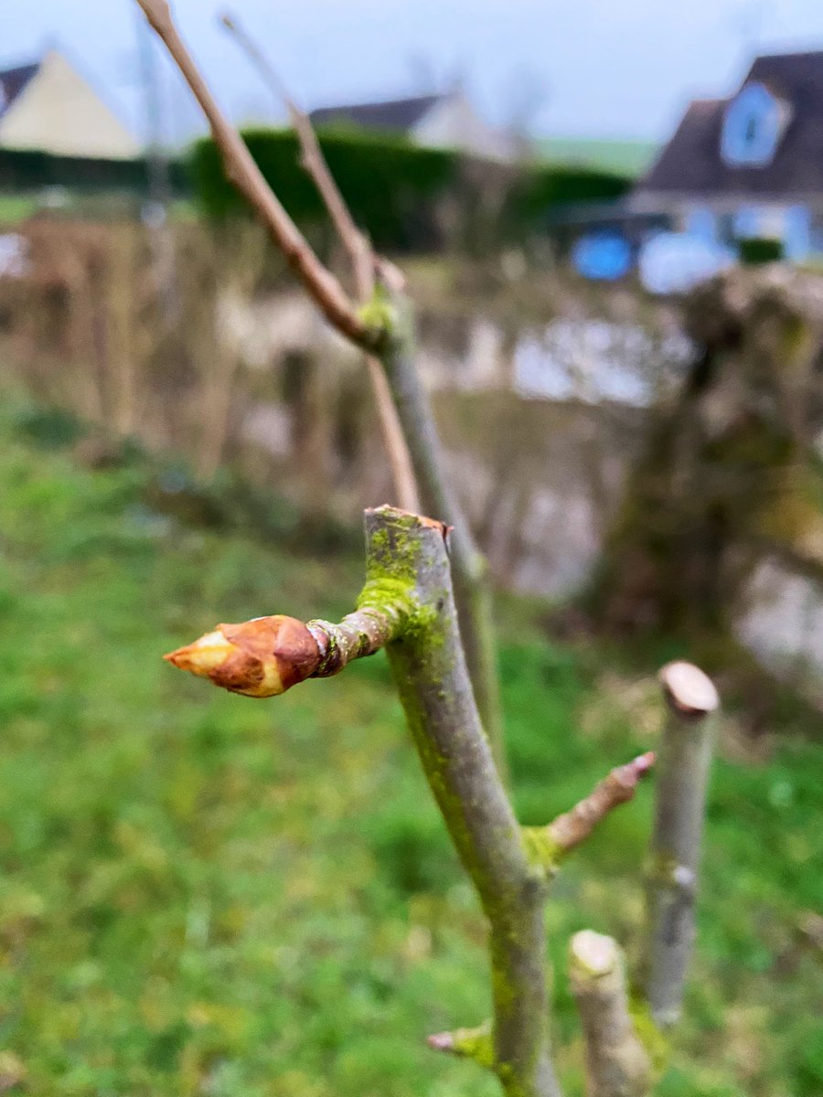 SimonRitz1's tweet photo. @SergeZaka @Fragritwittos @FNPFruits 5. Mirabelles de Lorraine
6. Poirier Comice
7. Amandier Feragnès
8. Amandier Ferraduel

Proche Songeons, Oise https://t.co/EtlsgxMiwB