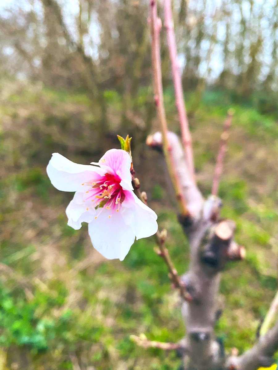 SimonRitz1's tweet photo. @SergeZaka @Fragritwittos @FNPFruits 5. Mirabelles de Lorraine
6. Poirier Comice
7. Amandier Feragnès
8. Amandier Ferraduel

Proche Songeons, Oise https://t.co/EtlsgxMiwB