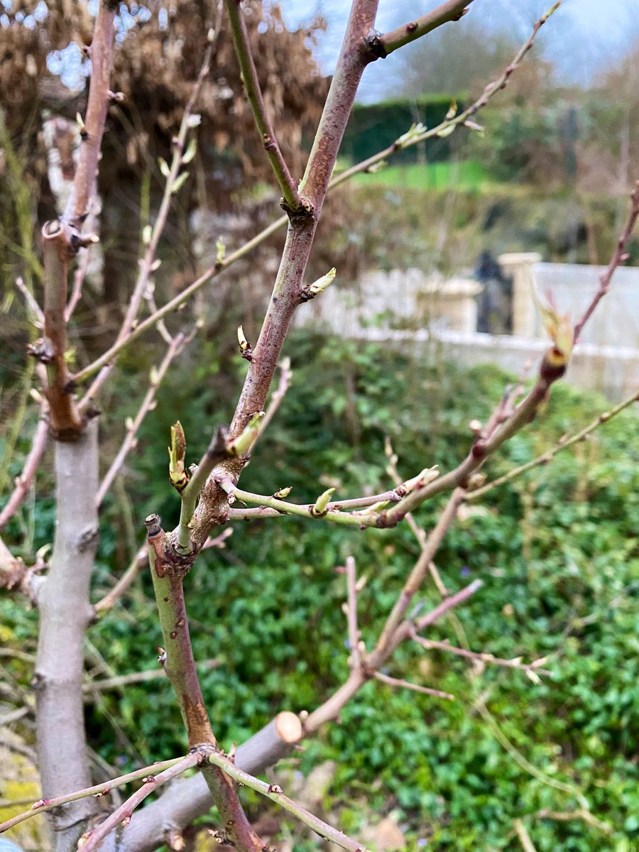 SimonRitz1's tweet photo. @SergeZaka @Fragritwittos @FNPFruits 5. Mirabelles de Lorraine
6. Poirier Comice
7. Amandier Feragnès
8. Amandier Ferraduel

Proche Songeons, Oise https://t.co/EtlsgxMiwB