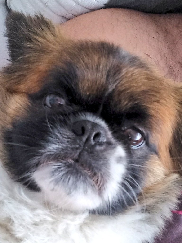 MahlerNord's tweet photo. Mercure 5 ans. Alias kiki comme tous mes chiens. #culcul https://t.co/9WYfcgosU9