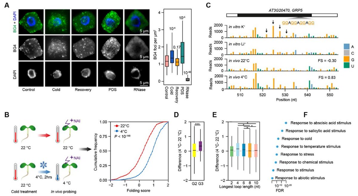 YiliangDing's tweet photo. Cold promotes RNA G-quadruplex folding in plants https://t.co/ylGiN4gtdb